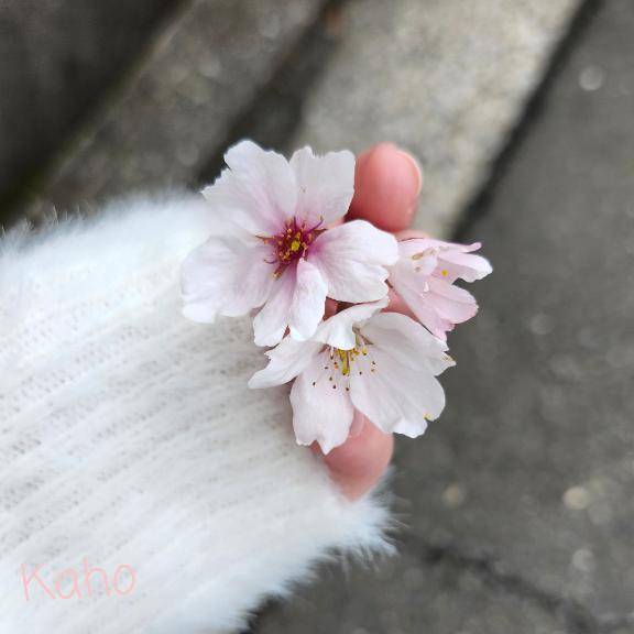 かほさん　写メ画像